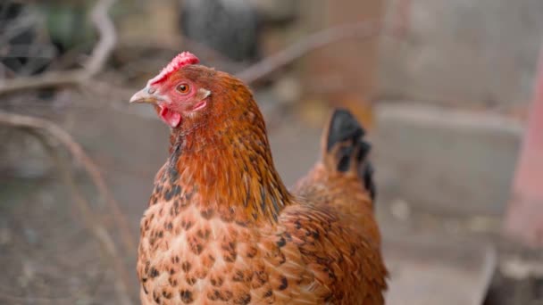 En mycket vacker brun kyckling med en liten kam står på gatan närbild — Stockvideo