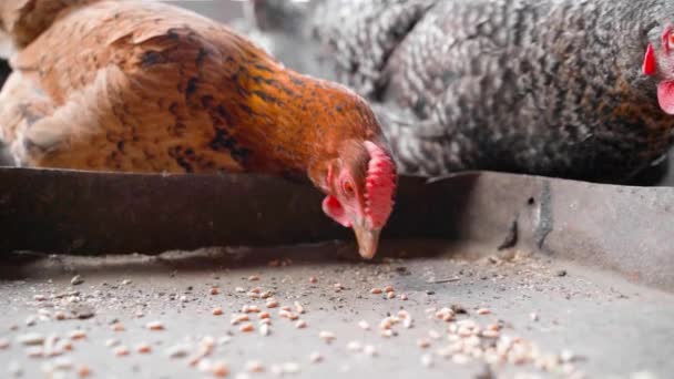 Velmi krásné hnědé kuře s malou hřebenatkou kluje pšenici z podavače zblízka — Stock video