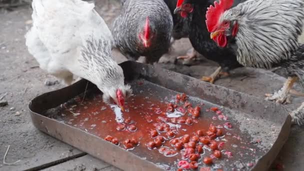 Chickens and a rooster eat human scraps outdoors from a feeder in slow motion — 비디오