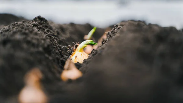 Process Planting Onions Garden Bulb Recess Ground — Stockfoto