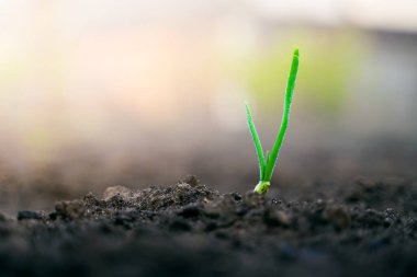 Bahçede sabah çiy damlalarında yeşil soğan filizleri. İlkbaharda büyüyen ampul