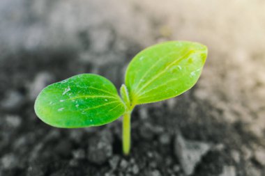 The first sprout of zucchini on the field close-up. Sprouted squash at sunrise, cotyledons