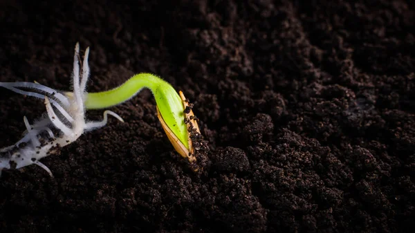 Sprouted Zucchini Seed Close Ground Green Seed Sprout Lush Roots — Zdjęcie stockowe