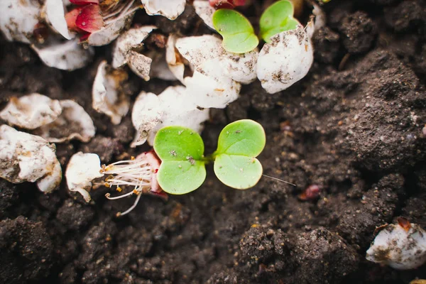Germinated Green Radish Sprouts Ground Close Growing Radishes Spring — ストック写真
