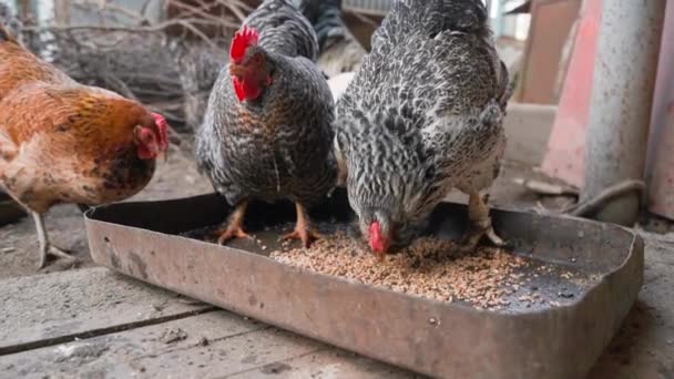 Κοτόπουλα Διαφόρων Χρωμάτων Και Φυλές Peck Σιτάρι Από Τον Τροφοδότη — Αρχείο Βίντεο