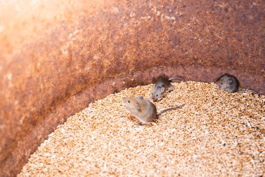 Tarla faresi ailesi buğday deposunda
