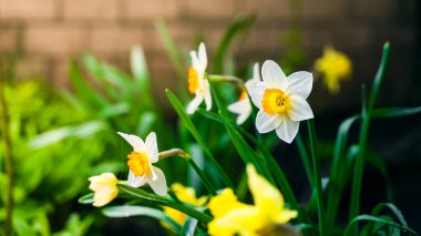 Güzel, beyaz narsisli, çiyin damlalarında sarı bir merkezi var.