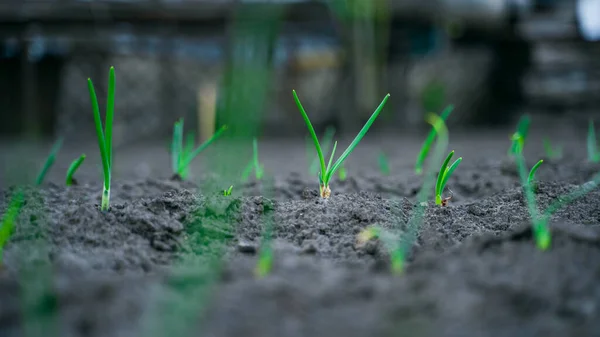 Young Green Onions Grow Garden Close Spring — Stockfoto