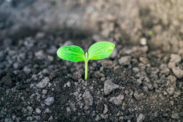 Pierwszy Kiełek Cukinii Polu Bliska Sprouted Squash Wschodzie Słońca Cotyledons — Zdjęcie stockowe