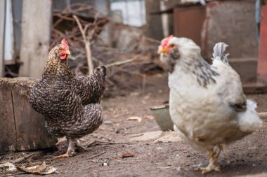 Çiçek lekeli bir tavuk açık renkli bir faverol 'e bakar.