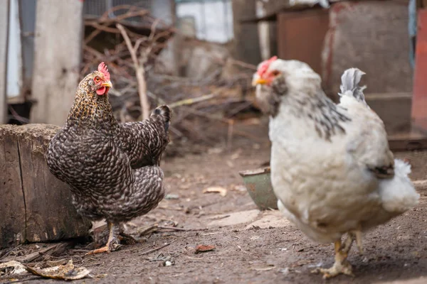 Çiçek lekeli bir tavuk açık renkli bir faverol 'e bakar.