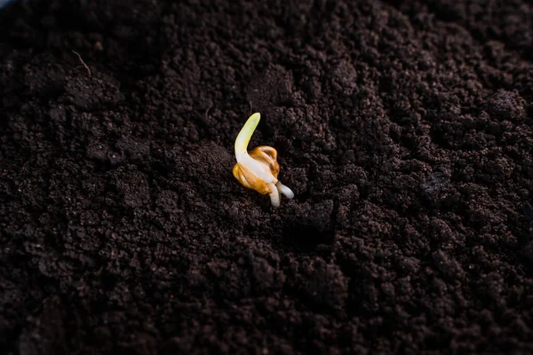 种子种子在地面上的特写 甜玉米发芽 — 图库照片
