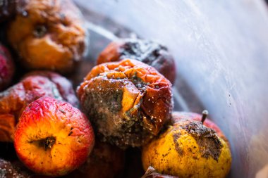 Küfle kaplanmış çürük elmalar.