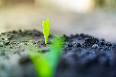 Sebze bahçesinde su damlalarında taze mısır filizleri