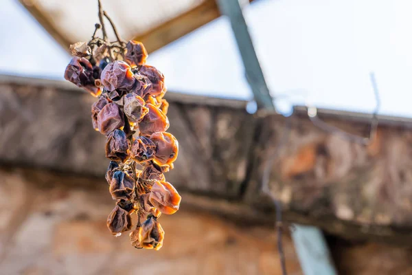 Gün batımında kurumuş üzümleri yakından çek. Kayıp üzüm hasadı