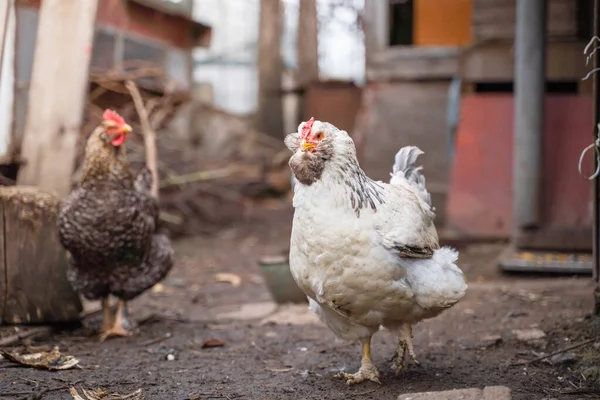 Açık renkli bir faverol tavuğu sokakta sıradan bir tavuğun arka planına yakın durur.