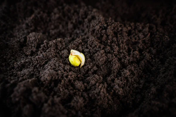 Germinated Pea Seed Close Ground Fertile Dark Soil — Stock Fotó