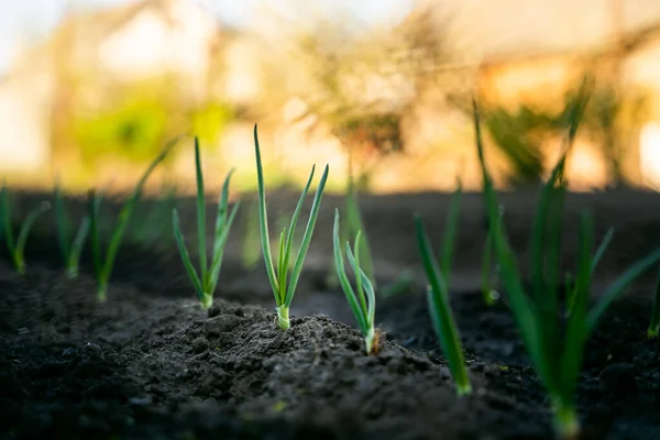 Young Sprout Onions Garden Close Rising Buds Onions Sunrise Close — Stockfoto