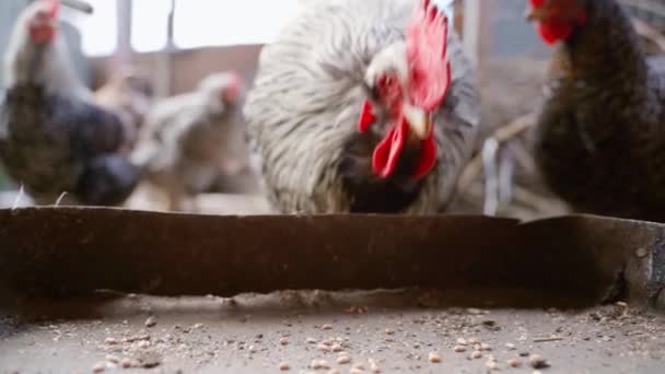 The rooster pecked at the wheat and leaves in slow motion — Stock Video
