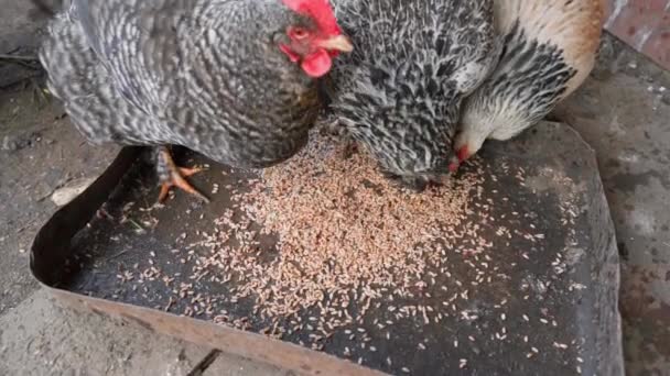 Spotted hens pecking wheat from a feeder on the street — Vídeo de stock