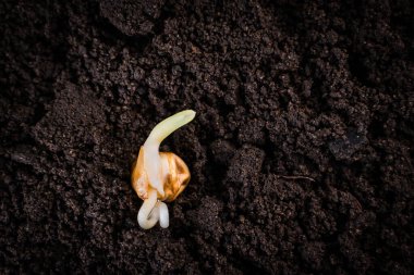 Yere yakın planda çimlenmiş mısır tohumu. Tatlı mısır filizi, kök