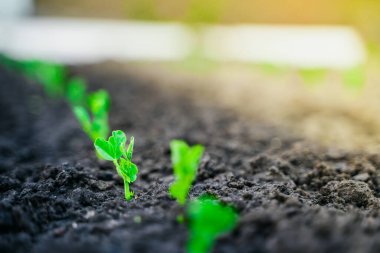 Bahçede taze bezelye filizi var. Gün doğumunda yükselen yeşil bezelye tohumu