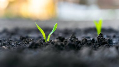 Yerden gelen ilk mısır yaprakları.