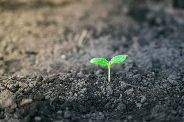 Green Leaves Young Sprouted Zucchini Garden Close Sapling Squash — 스톡 사진