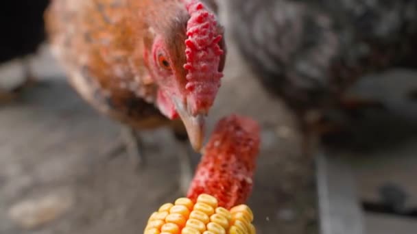 닭은 머리를 클로즈업하여 옥수수를 따고 있다. 갈색 닭은 손으로 먹는다 — 비디오