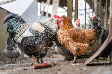 Güzel kahverengi bir tavuk çiçek hastalığı olan bir horozla fısıldıyor, kulak misafiri olan tavukların arka planına karşı. Dedikodu