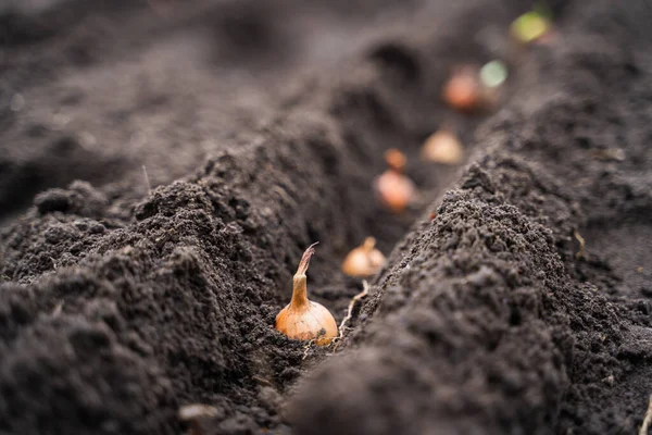 Soğanlı bahçe yatağı. Ev bahçesine yeni ekilmiş soğan soğanları.
