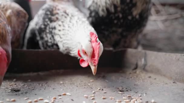 Close-up light-colored chicken pecks wheat and looks at the camera in slow motion — Stockvideo