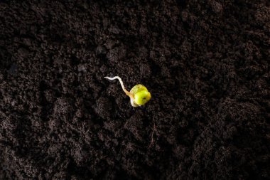 Tohumlanmış bezelye tohumu. Toprağa yakın, verimli karanlık toprak.