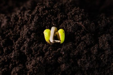 Fışkırtılmış bezelye tohumu yere yakın çekim. Cotyledon 'dan filizlenen kökler.