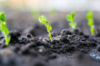 Sebze bahçesindeki su damlalarında taze bezelye filizleri.