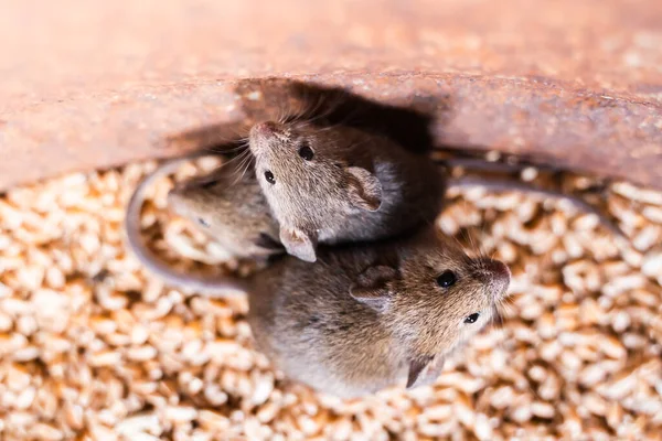 Family of house mice in wheat storage