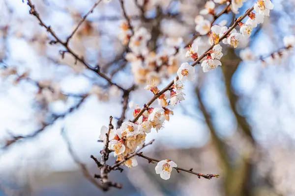 Peach Blossom Spring Close Flowering Fruit Trees — Stock Photo, Image