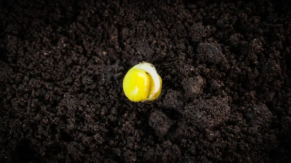 Sprouted Pea Seed Close Ground Sprout Cotyledon Roots — Stock Fotó