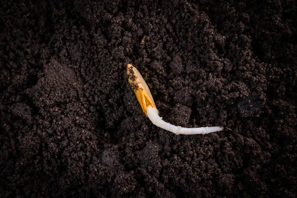 Zemine Yakın Çimlenmiş Kabak Tohumu Verimli Karanlık Toprak — Stok fotoğraf