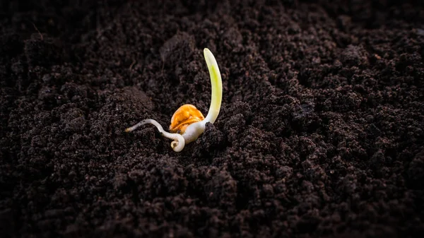 Germinated Corn Dark Fertile Soil Close — Zdjęcie stockowe