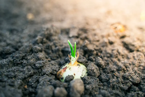 Onion Bulb Peeks Out Ground Green Onion Sprouts Spring — Foto de Stock