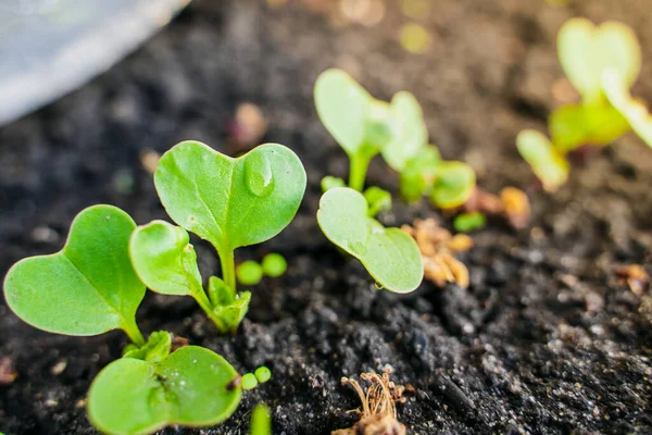 Garten Sprießen Junge Rettiche Aus Nächster Nähe Steigende Rettichknospen Bei — Stockfoto