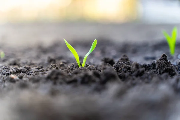 Young Sprout Corn Garden Close Rising Corn Germ Sunrise Close — Fotografia de Stock