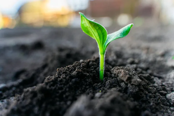 Young Green Sprouts Zucchini Early Morning Garden Sunrise Close — Fotografia de Stock