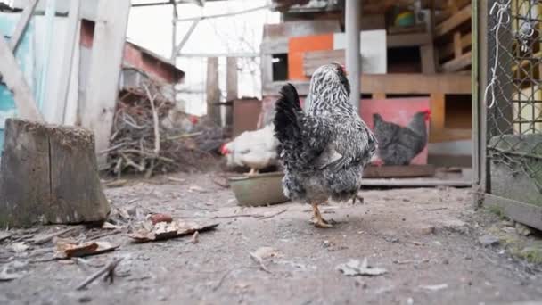 The camera follows a pock-marked Faverolle chicken on the street — Stock Video