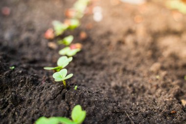 Sebze bahçesinde filizlenmiş taze bir turpun yeşil yaprakları.