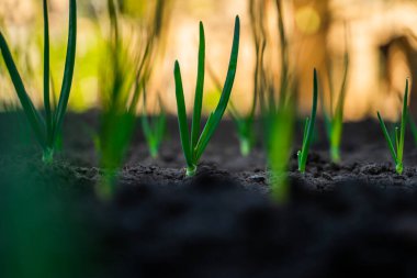 Young sprout of onions in the garden close-up. Rising buds of onions at sunrise close-up