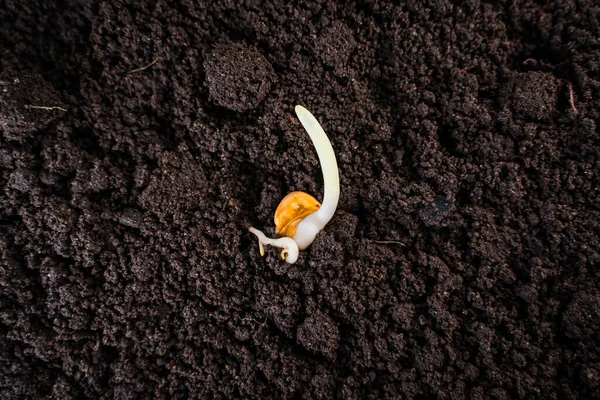 Germinated Corn Seed Close Ground Fertile Dark Soil — Stockfoto