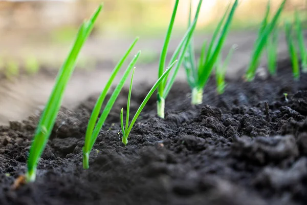 Bahçede taze soğan filizi. Yakın plan. Güneş doğarken yükselen soğan tomurcukları