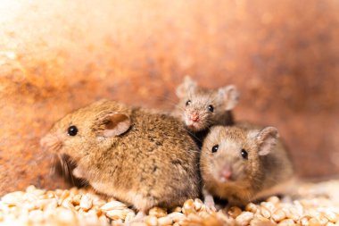 Tarla faresi ailesi buğday deposunda